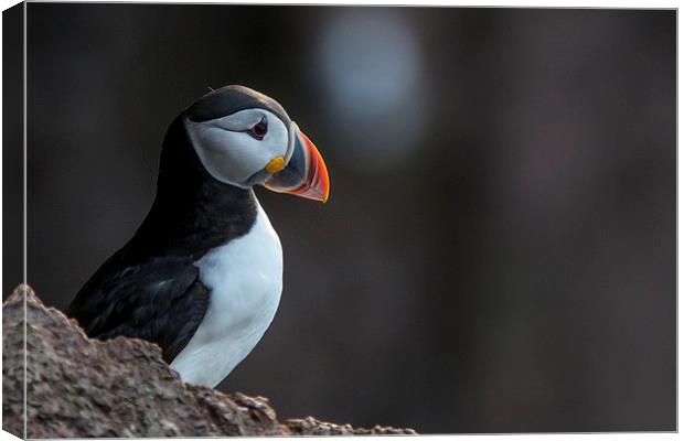 Puffin Canvas Print by Malcolm Smith
