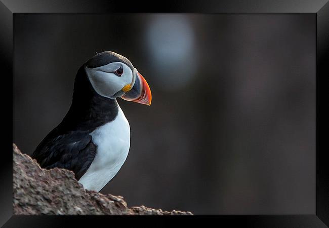 Puffin Framed Print by Malcolm Smith