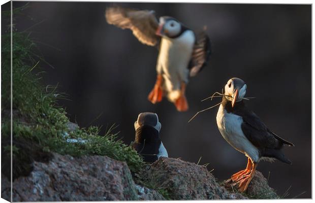 Puffins Nesting Canvas Print by Malcolm Smith