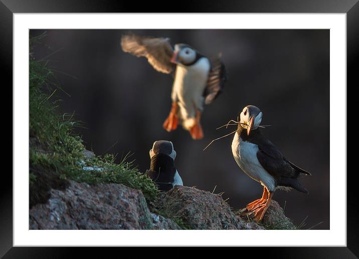 Puffins Nesting Framed Mounted Print by Malcolm Smith