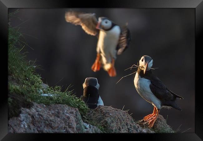 Puffins Nesting Framed Print by Malcolm Smith