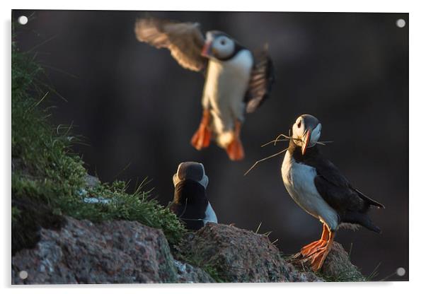 Puffins Nesting Acrylic by Malcolm Smith