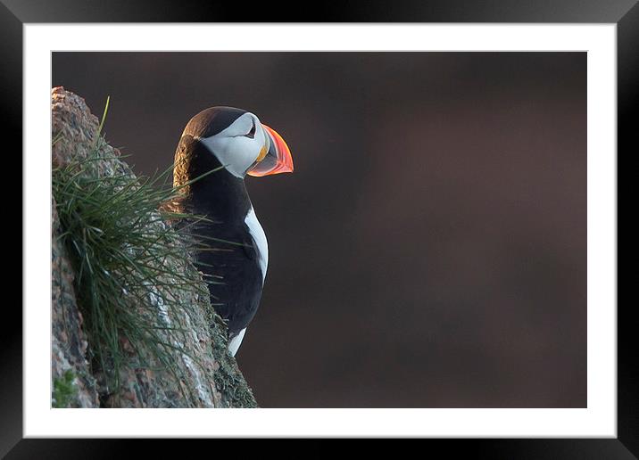 Puffin Framed Mounted Print by Malcolm Smith