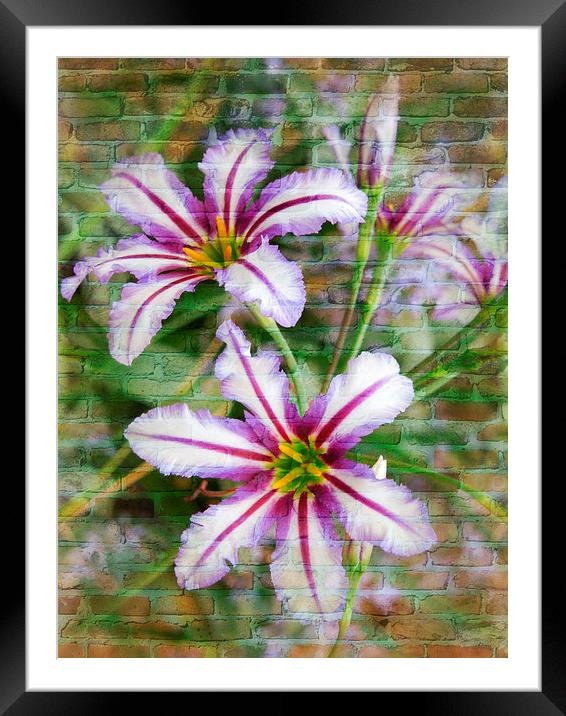 flowers on brick Framed Mounted Print by Heather Newton