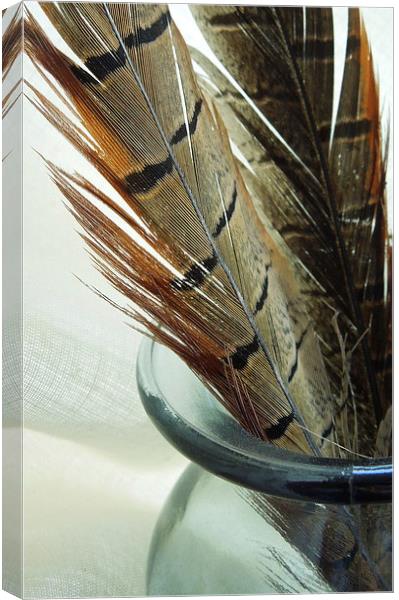 pheasant feathers Canvas Print by Heather Newton