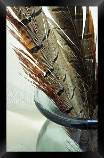 pheasant feathers Framed Print by Heather Newton