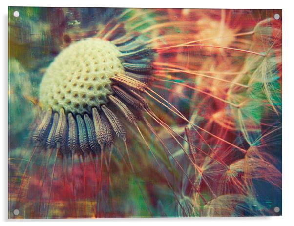 dandelion carnival Acrylic by Heather Newton