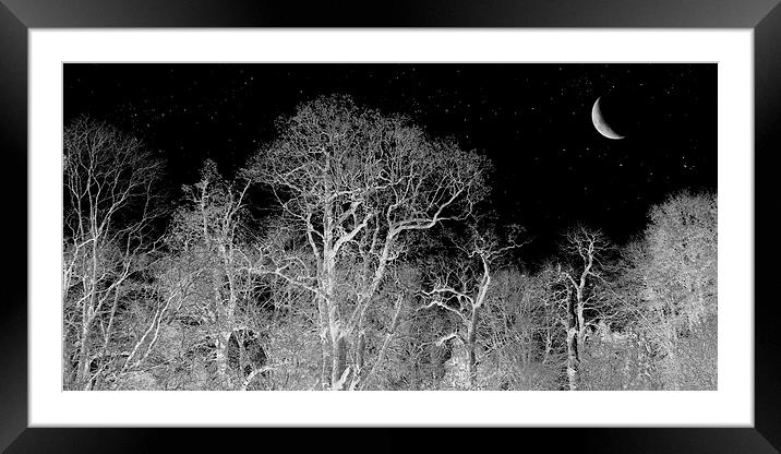 stargazing trees Framed Mounted Print by Heather Newton
