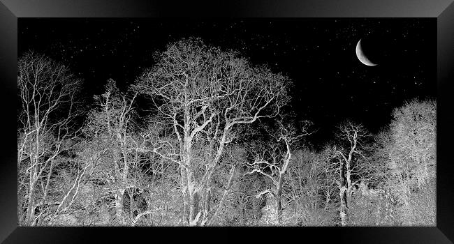 stargazing trees Framed Print by Heather Newton