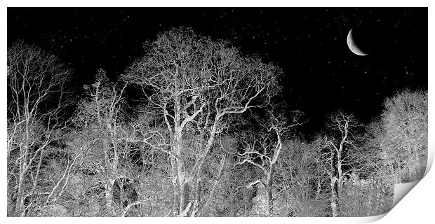 stargazing trees Print by Heather Newton