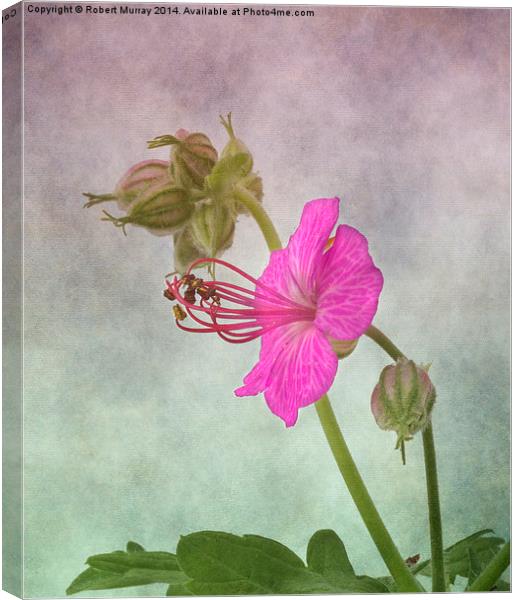 Geranium macrorrhizum Canvas Print by Robert Murray