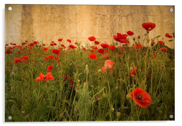 In Flanders Fields the poppies blow Acrylic by Rob Hawkins