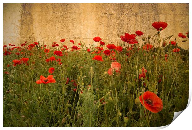 In Flanders Fields the poppies blow Print by Rob Hawkins