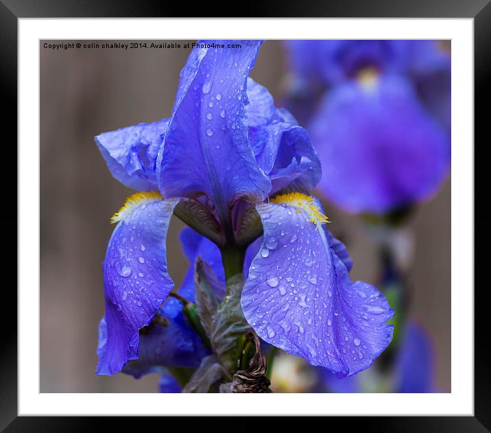 Rainy Iris Framed Mounted Print by colin chalkley
