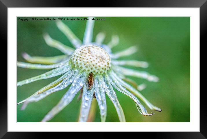 Dandilion Canvas Framed Mounted Print by Laura Witherden