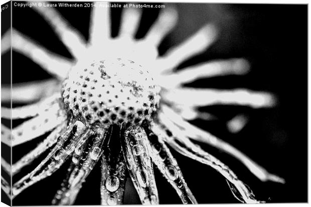 Black and White Dandilion Canvas Print by Laura Witherden