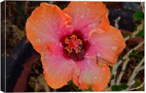 raindropped hibiscus Canvas Print by Pete Schulte