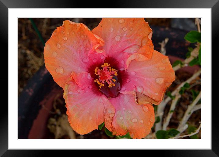 raindropped hibiscus Framed Mounted Print by Pete Schulte