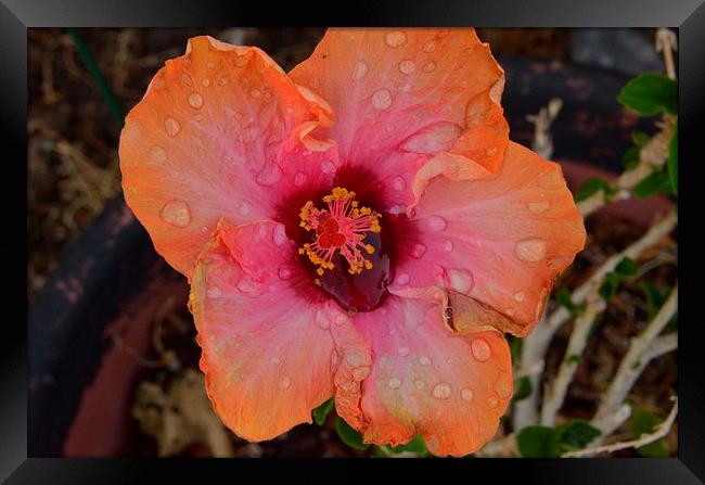 raindropped hibiscus Framed Print by Pete Schulte