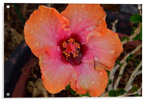 raindropped hibiscus Acrylic by Pete Schulte