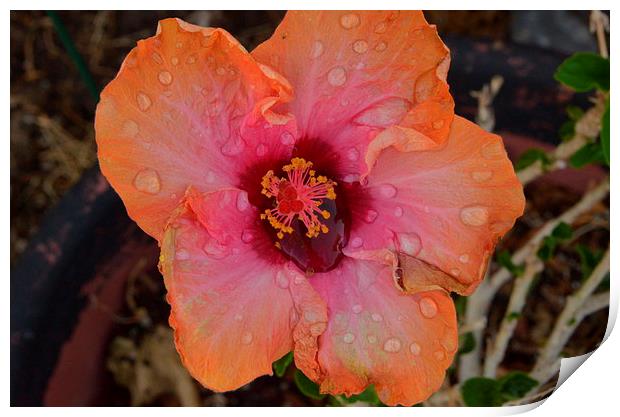 raindropped hibiscus Print by Pete Schulte