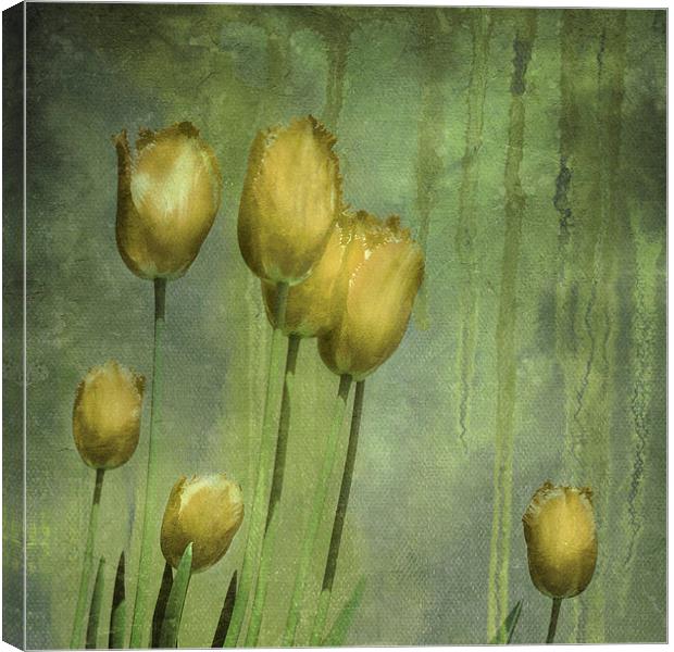 textured tulips (grunge yellow) Canvas Print by Heather Newton