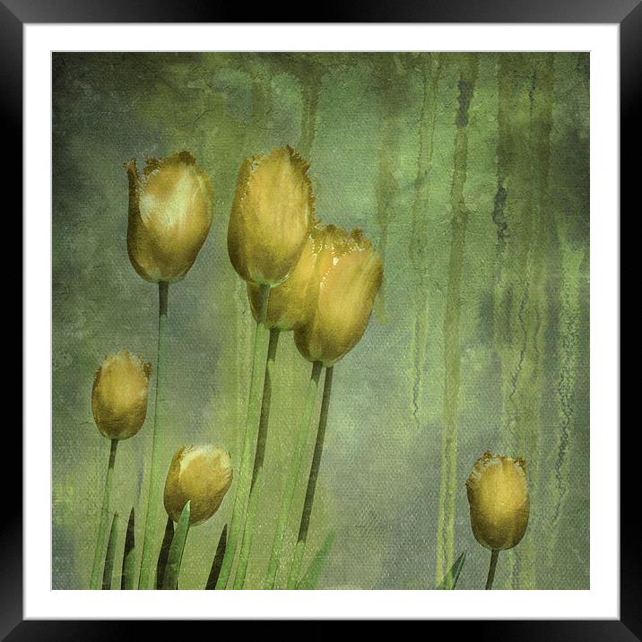 textured tulips (grunge yellow) Framed Mounted Print by Heather Newton