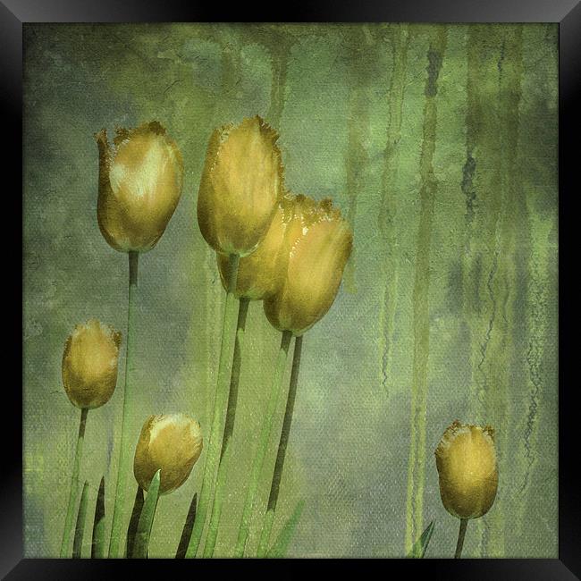 textured tulips (grunge yellow) Framed Print by Heather Newton