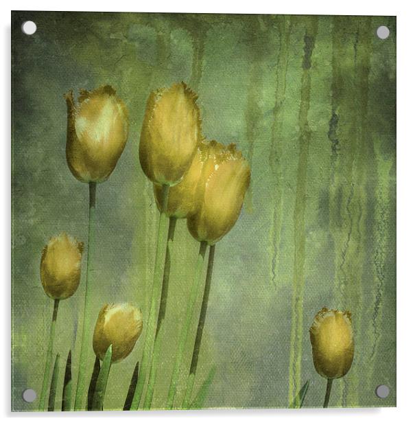 textured tulips (grunge yellow) Acrylic by Heather Newton