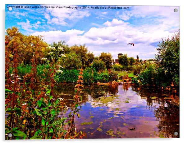 Wildlife Wetland Trust (Slimbridge) Acrylic by Jason Williams