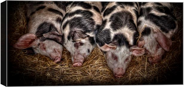Just Piggin Chilling Canvas Print by stewart oakes