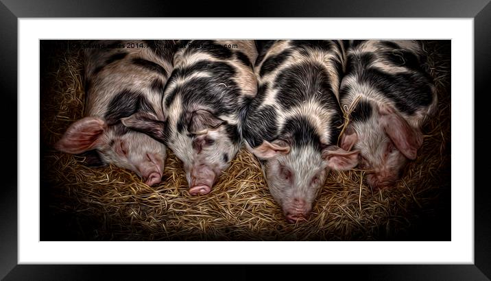 Just Piggin Chilling Framed Mounted Print by stewart oakes