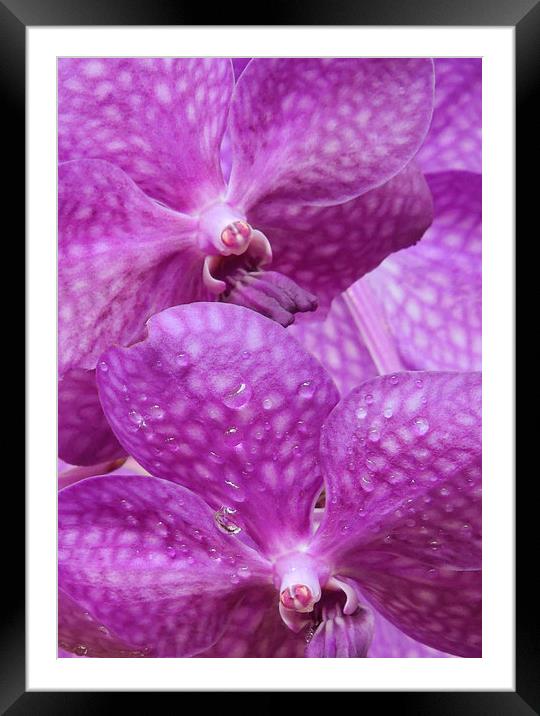 Twin purple orchids Framed Mounted Print by Heather Newton