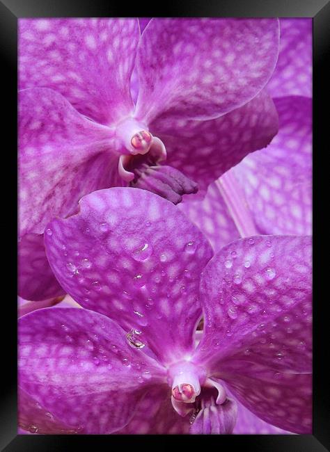 Twin purple orchids Framed Print by Heather Newton