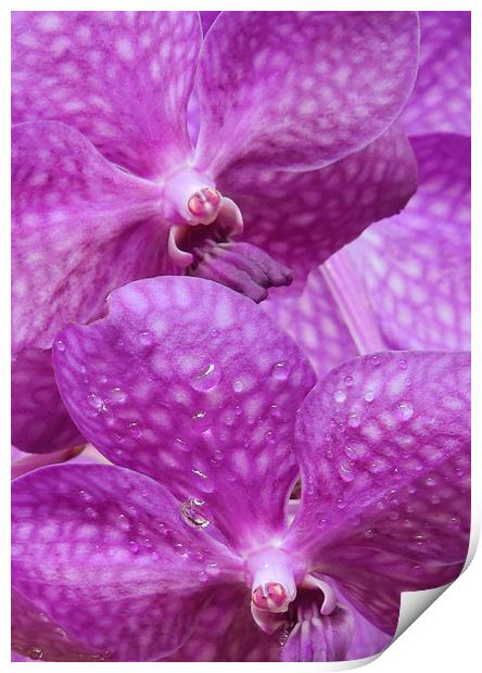 Twin purple orchids Print by Heather Newton