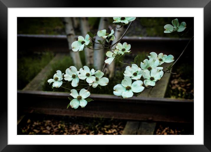 Dogwood on the Tracks Framed Mounted Print by Chris Lord