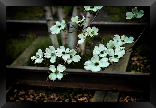 Dogwood on the Tracks Framed Print by Chris Lord