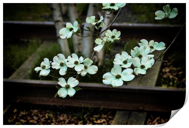 Dogwood on the Tracks Print by Chris Lord