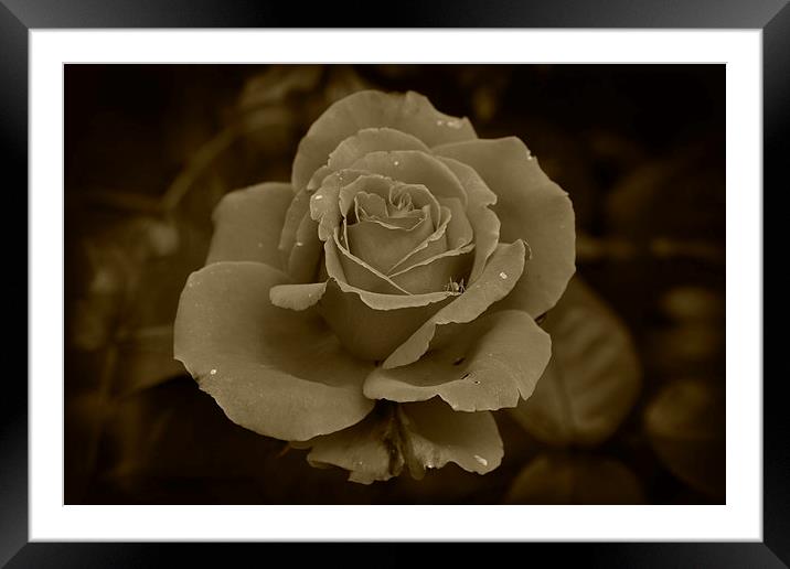 Sepia Rose Framed Mounted Print by Rob Hawkins