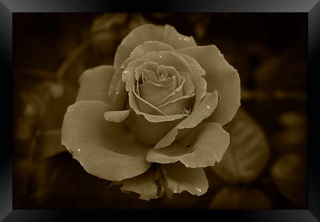 Sepia Rose Framed Print by Rob Hawkins
