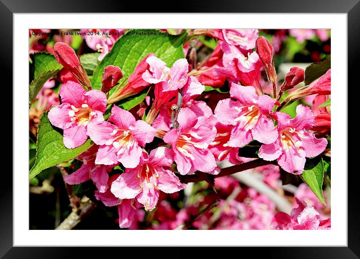 A sprig of newly blossomed Weigela Framed Mounted Print by Frank Irwin