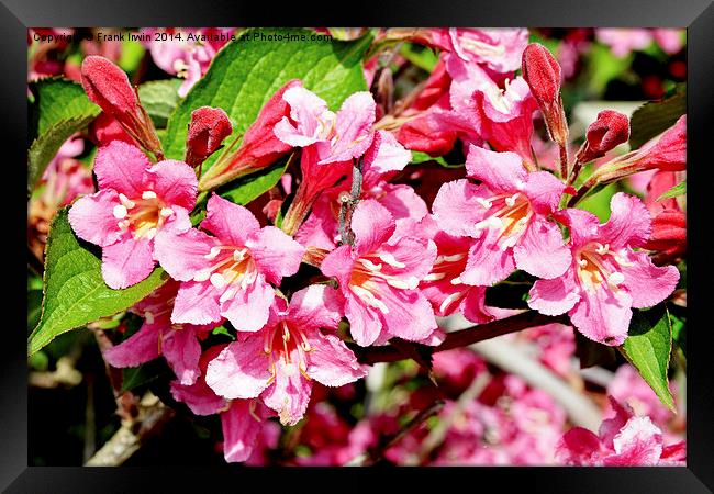 A sprig of newly blossomed Weigela Framed Print by Frank Irwin