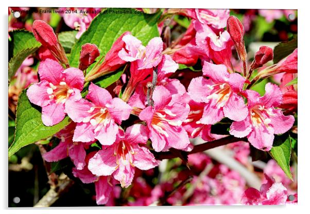 A sprig of newly blossomed Weigela Acrylic by Frank Irwin