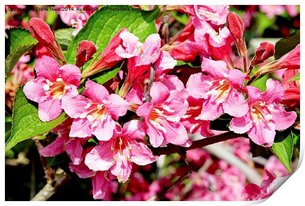A sprig of newly blossomed Weigela Print by Frank Irwin