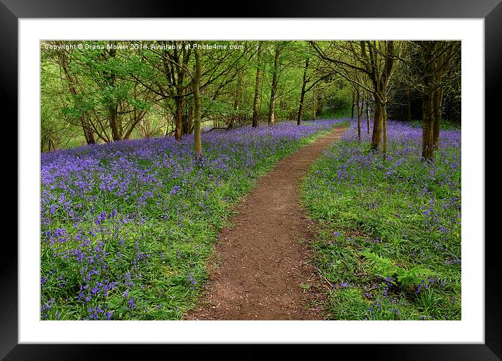 Bluebell Path Framed Mounted Print by Diana Mower