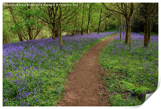 Bluebell Path Print by Diana Mower