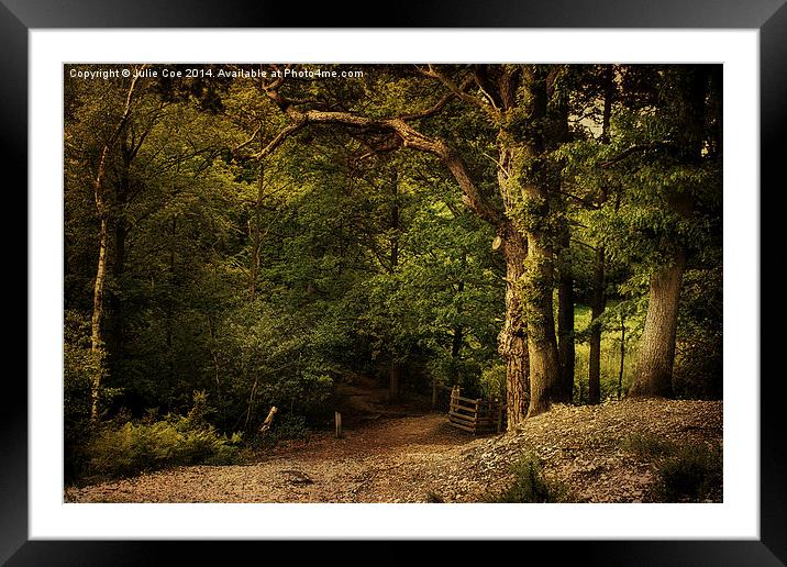 Holt Country Park 9 Framed Mounted Print by Julie Coe