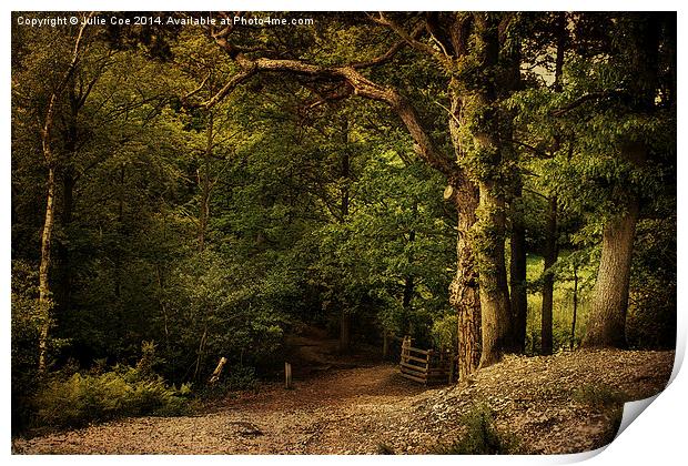 Holt Country Park 9 Print by Julie Coe