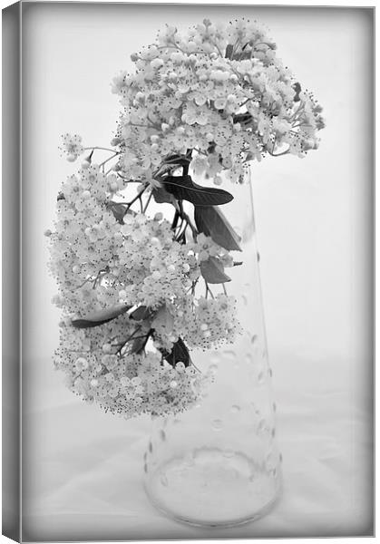 blossom Canvas Print by sue davies