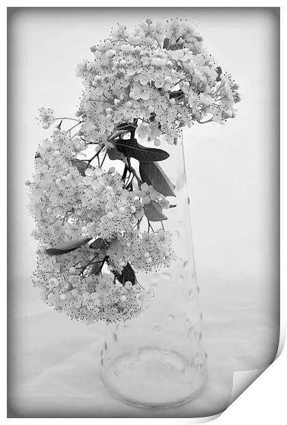 blossom Print by sue davies